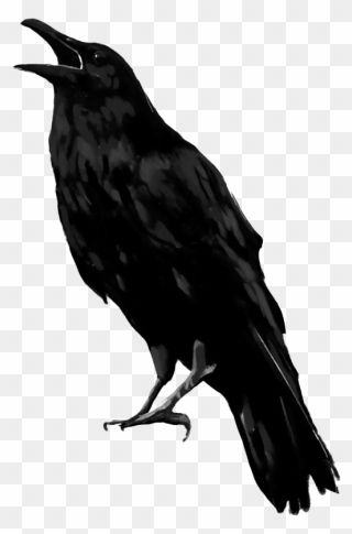 Raven